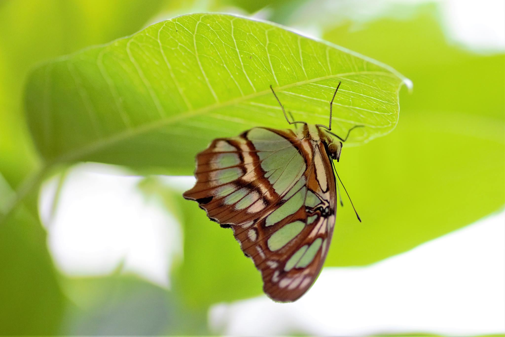 31531572_10160342145755582_7919115555687104512_o